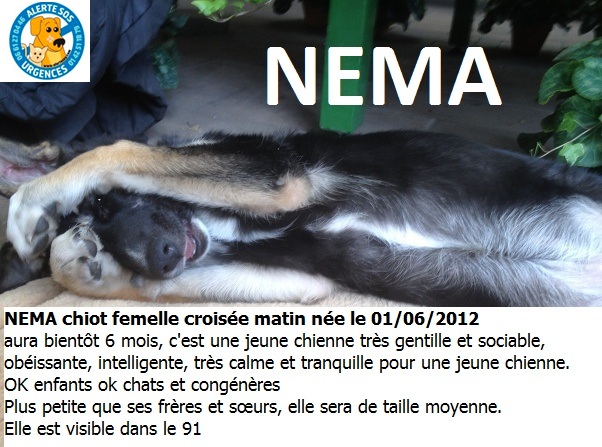 NEMA femelle croisée matin née le 01/06/2012 - Page 2 _fb_ne10