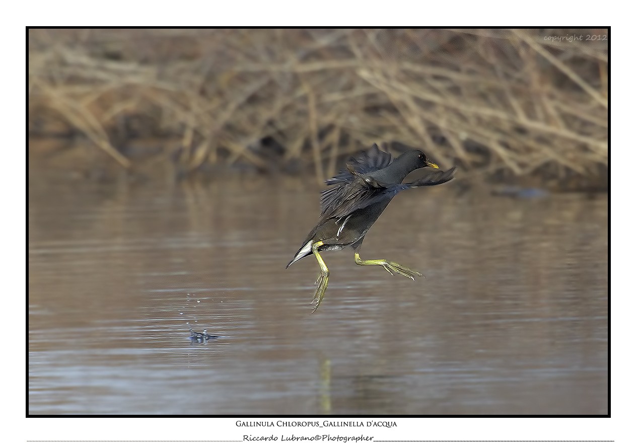 Gallinella d'acqua Gallin10