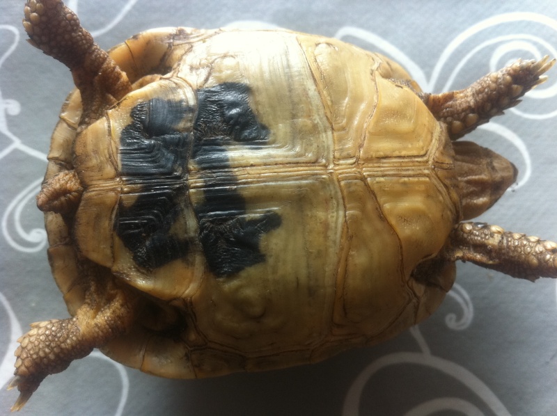 tortues terrestres : graeca graeca, hermann ou nabeulensis Img_0711
