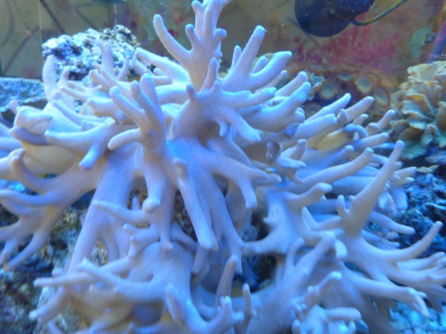 Qui peut identifier ce coraux merci P1000910