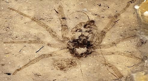 Fossile d'araignée de 165 millions d'année ! 1dc8b610