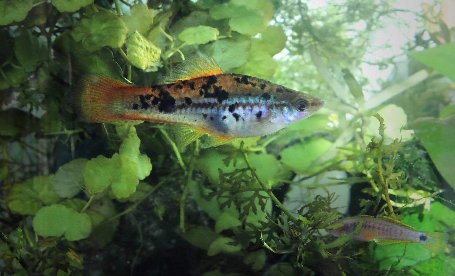 Mr & Mme xiphophorus helleri guntheri Xipho011