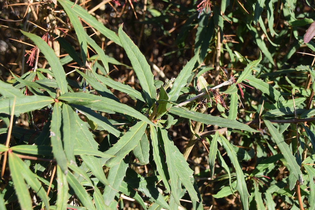 Berberis gagnepainii [identification] Dsc_0510