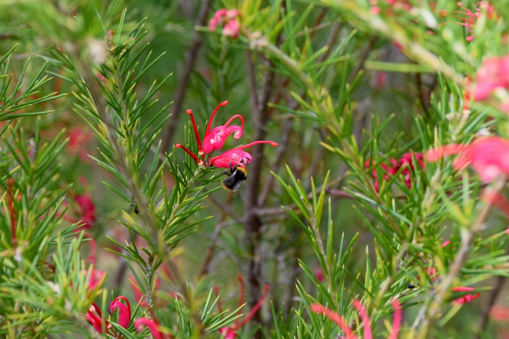 Grevillea juniperina Dsc_0816