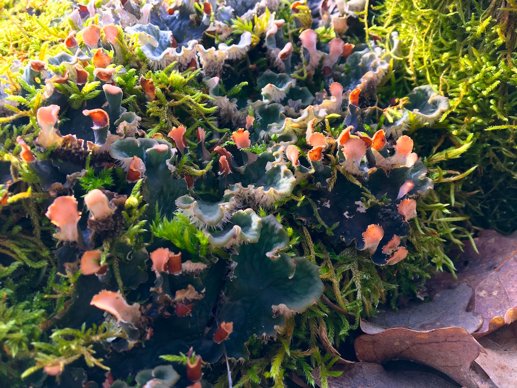 Mousses, lichens et autres fantaisies de l'hiver Img_0219