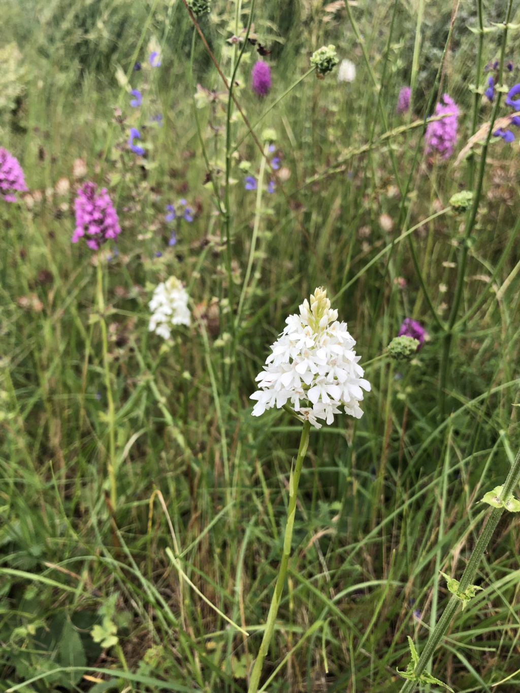 Anacamptis pyramidalis - orchis pyramidal - Page 2 Img_0322