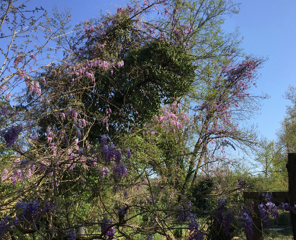 Wisteria - Wisteria - les glycines  - Page 9 Img_0720