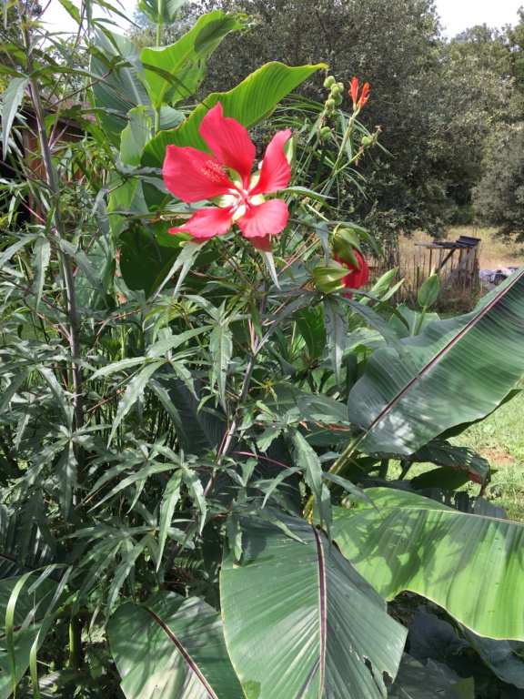 Hibiscus coccineus - Page 3 Img_1331