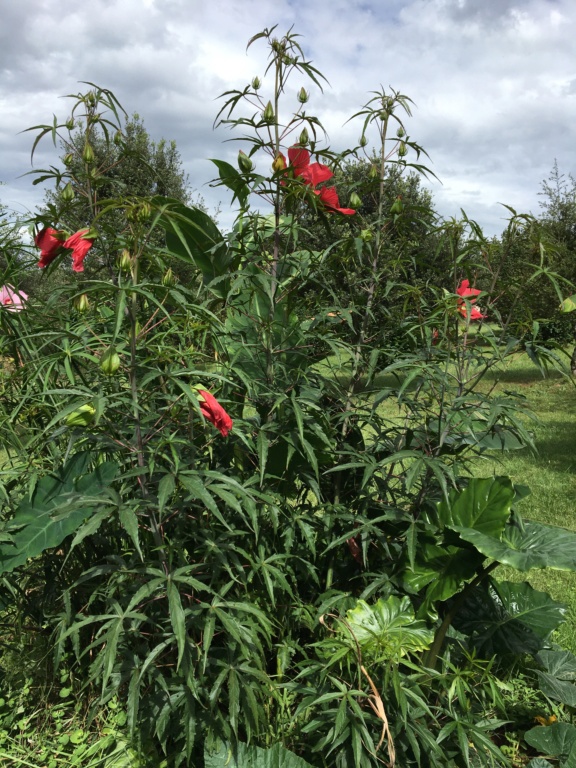 Hibiscus coccineus - Page 3 Img_1332