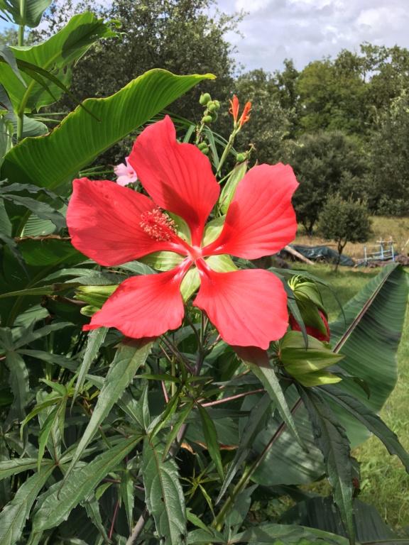 Hibiscus coccineus - Page 3 Img_1333