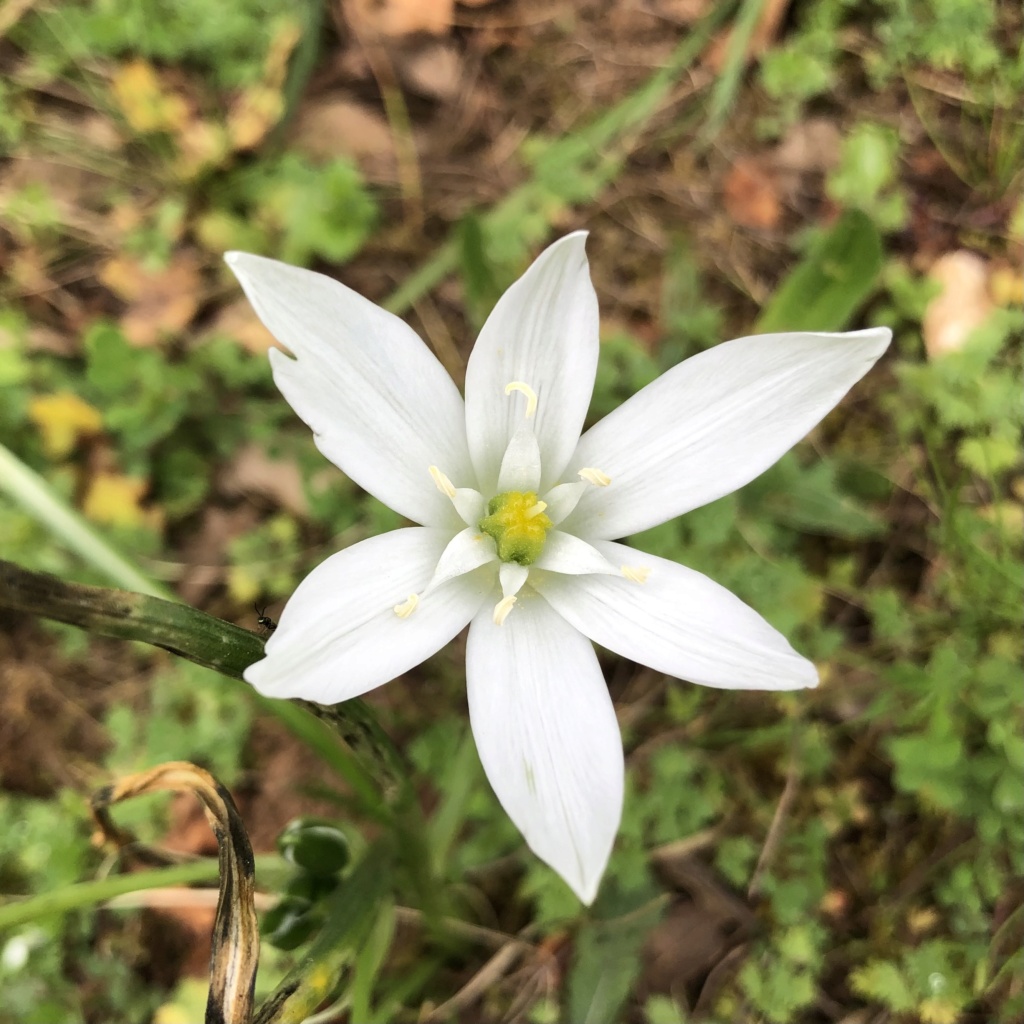 Ornithogalum umbellatum - dame d'onze heures Img_1541