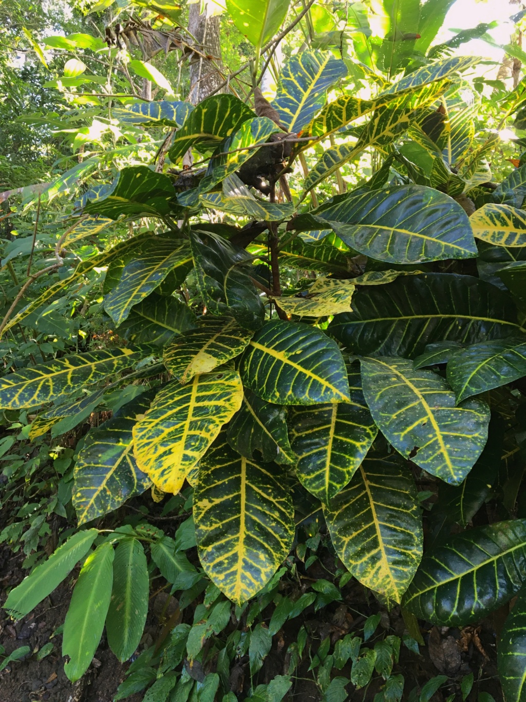 Codiaeum variegatum - croton Img_1917