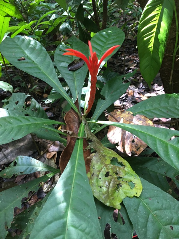 plante de sous-bois tropical Img_1929