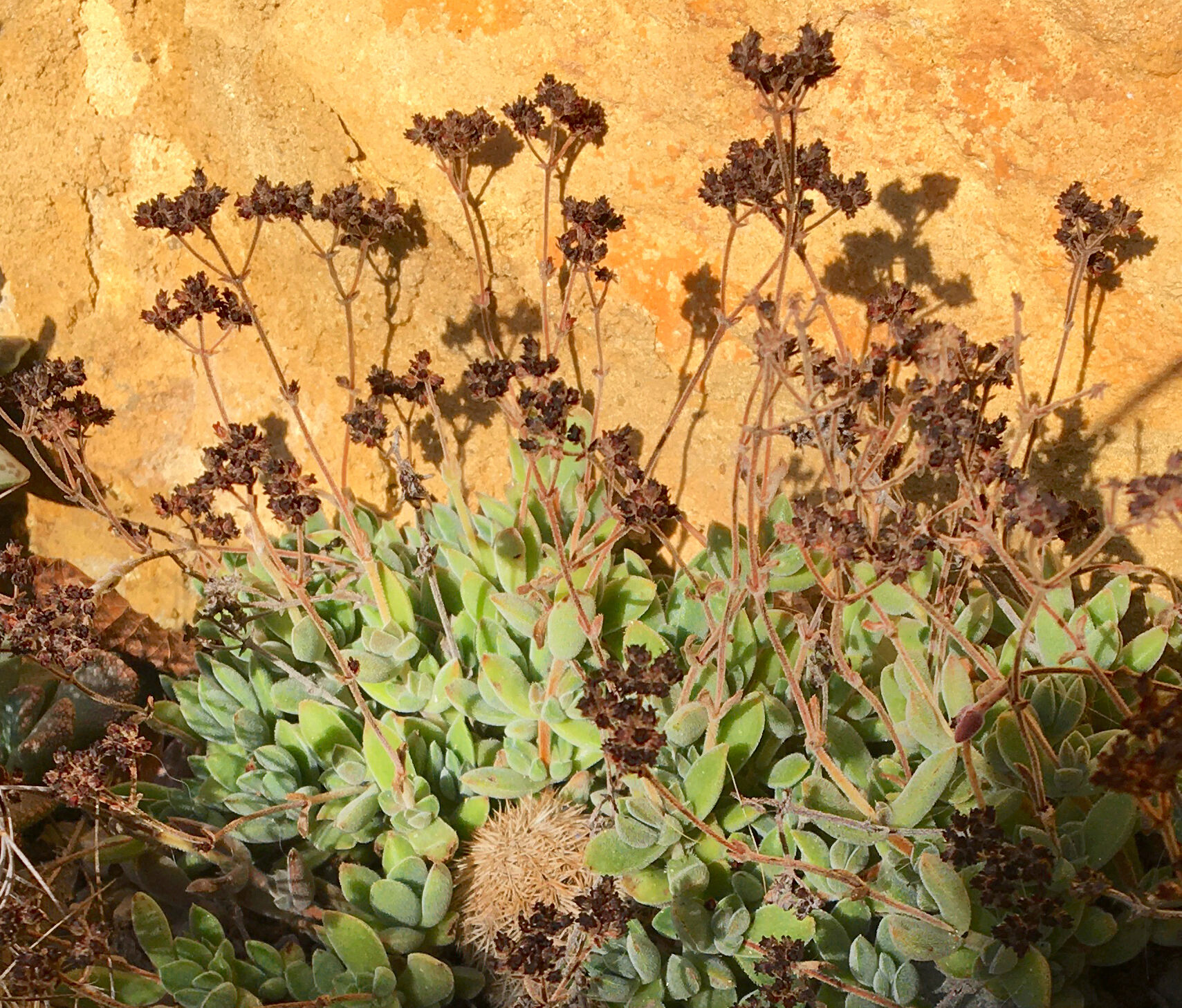 Crassula lanuginosa Img_2012