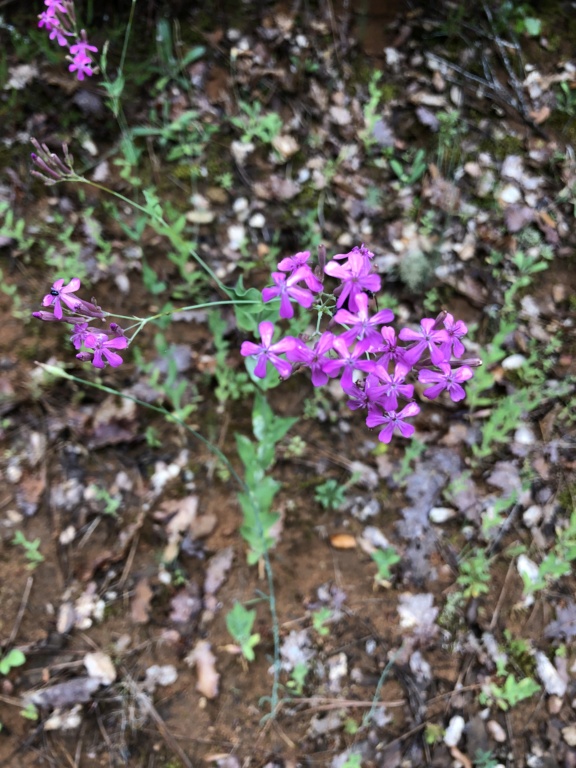 sauvageonne, fleur mauve/violet : Atocion armeria Img_2116