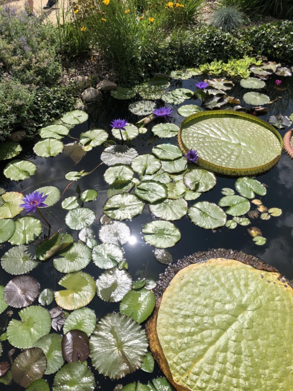 (24) Les Jardins d'Eau - Carsac-Aillac (Sarlat) - Page 3 Img_2240