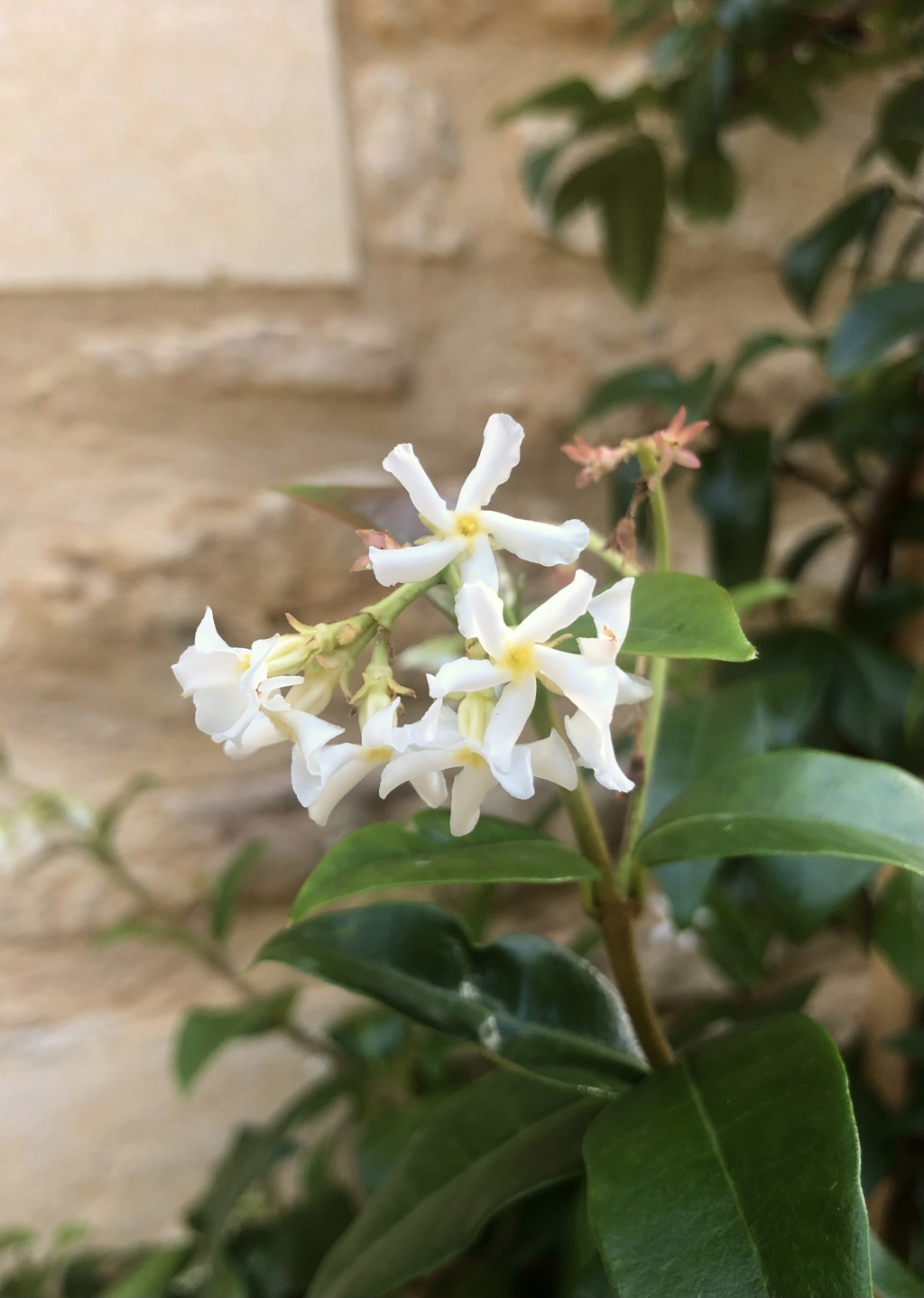 Trachelospermum jasminoides - faux jasmin étoilé - Page 2 Img_2414