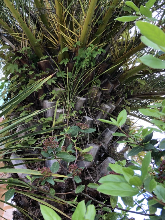 Cordyline australis - Page 4 Img_3424