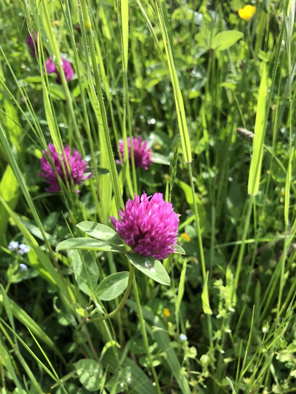 Trifolium pratense - trèfle des prés Img_3516