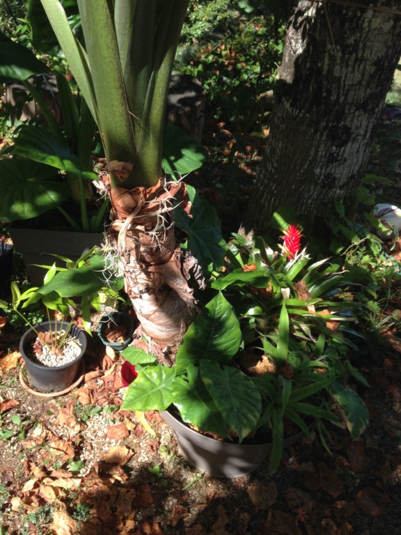 Alocasia 'Portodora' Img_3821