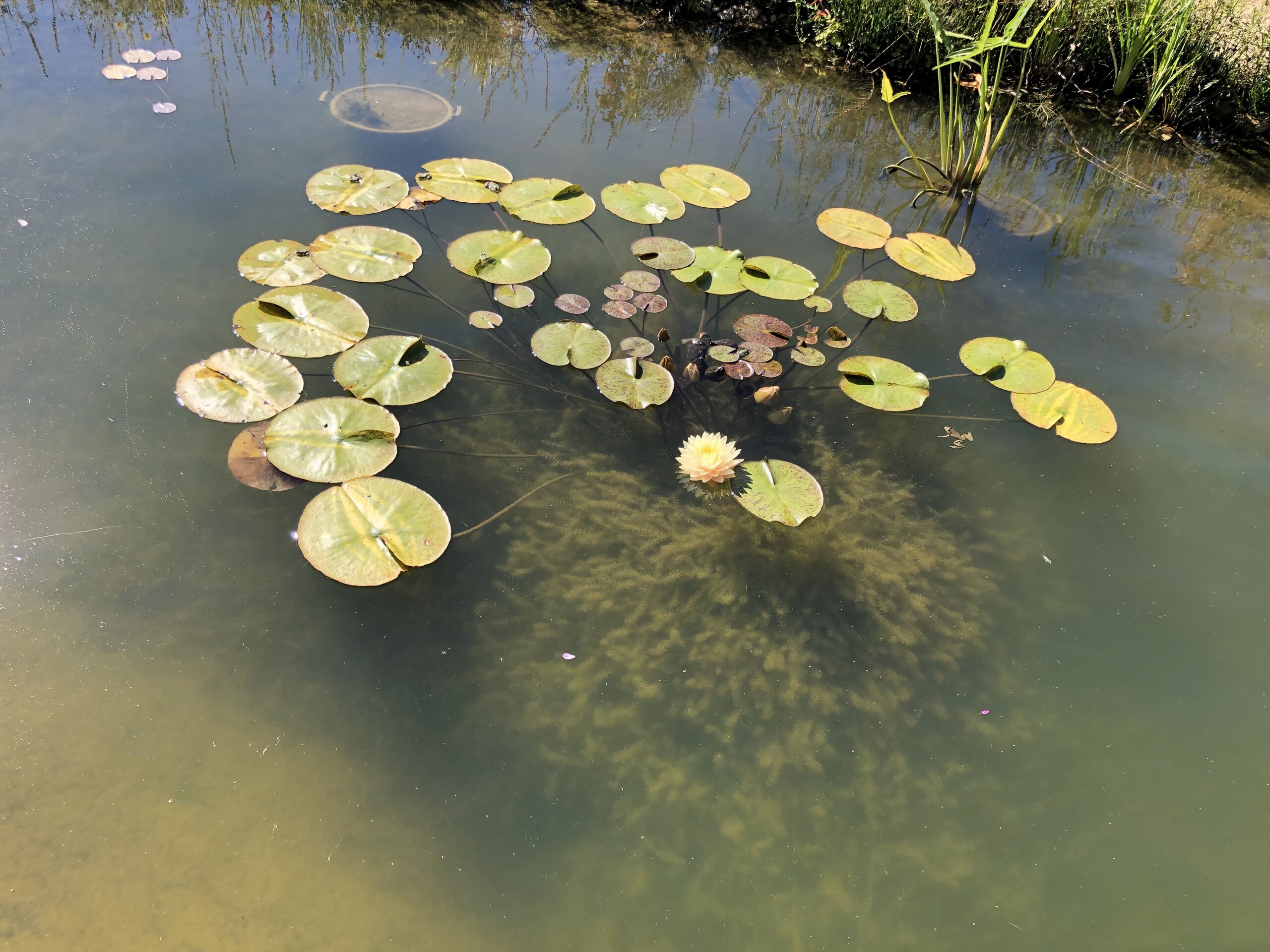 (24) Les Jardins d'Eau - Carsac-Aillac (Sarlat) - Page 4 Img_4139