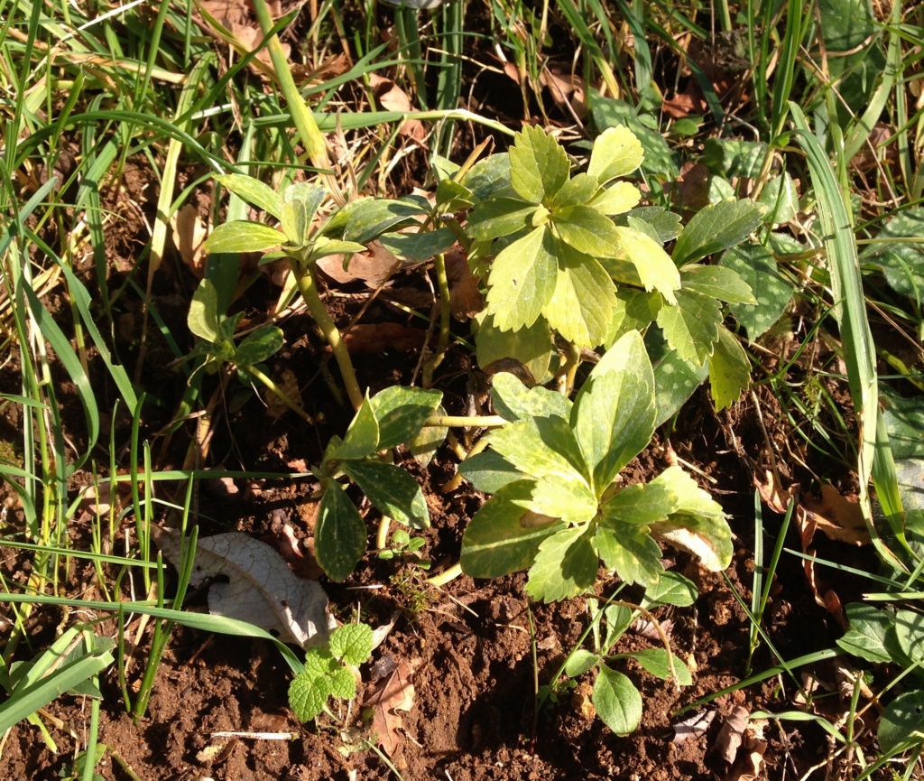 Pachysandra terminalis - pachysandre du Japon Img_4911