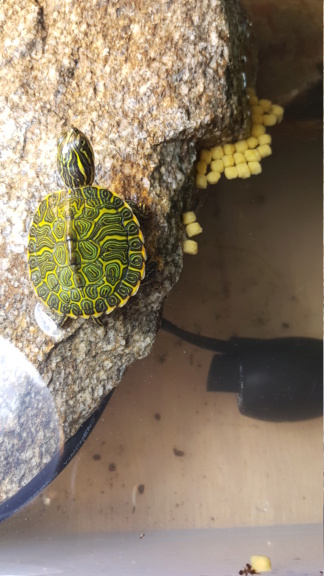 Bb tortue d eau à identifier  20181012