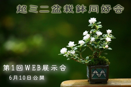  ULTRA MINI BONSAI & BONSAI POT CLUB 1st WEB EXHIBITION IN JAPAN Kokuti13