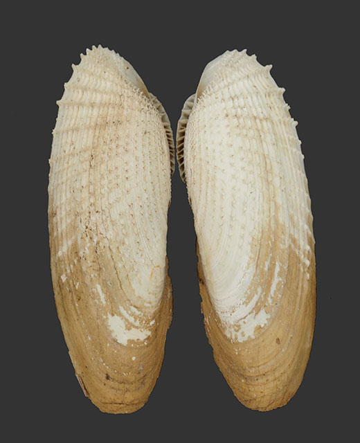 Pholas chiloensis Molina, 1782 Chiloe10