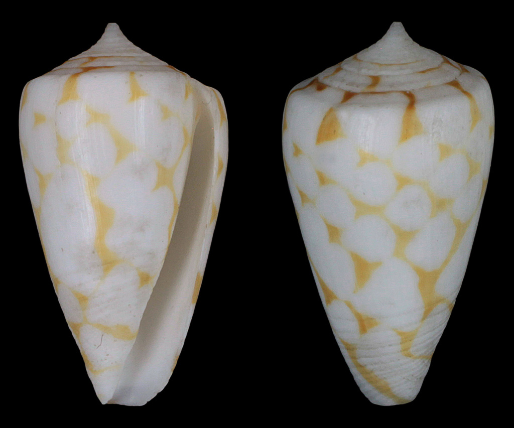 Conus (Eugeniconus) bitleri (da Motta, 1991) voir Conus (Eugeniconus) cordigera G.B Sowerby II, 1866 Conus_10