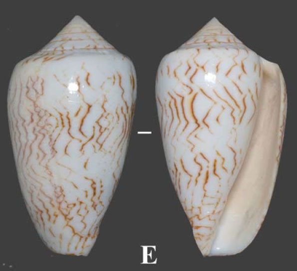  Conus archiepiscopus  Holoty10