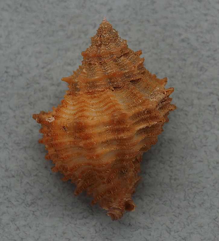 Babelomurex tectumsinensis (Deshayes, 1856) P1015611