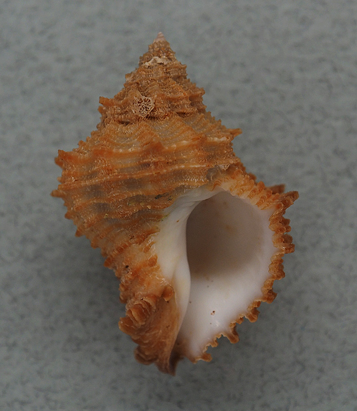Babelomurex tectumsinensis (Deshayes, 1856) P1015612