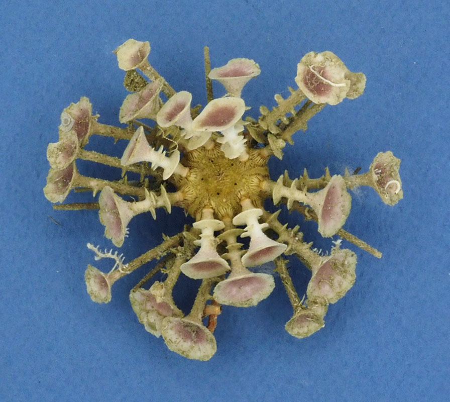 Goniocidaris clypeata (Döderlein, 1885) P1296710