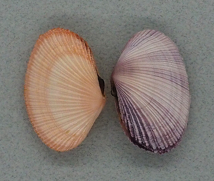 Mauritiana f. albiflora (Petrbock, 1932) à confirmer ou infirmer P4020610