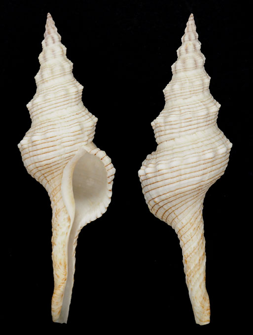 Marmorofusus leptorhynchus (Tapparone Canefri, 1875) P4083310