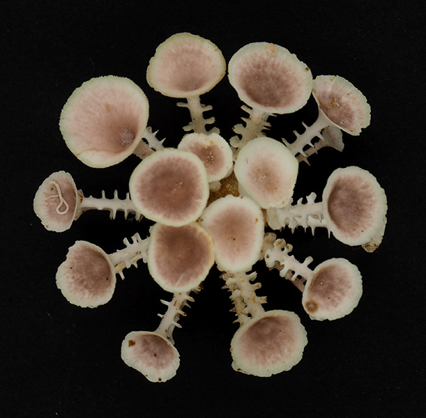 Goniocidaris clypeata (Döderlein, 1885) Pa240910