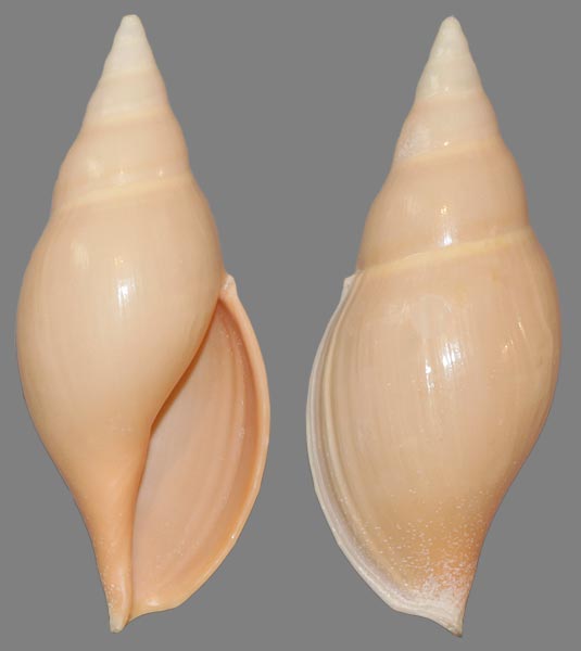 Volutidae Cymbiinae Provocator mirabilis (Finlay, 1926) Provoc10
