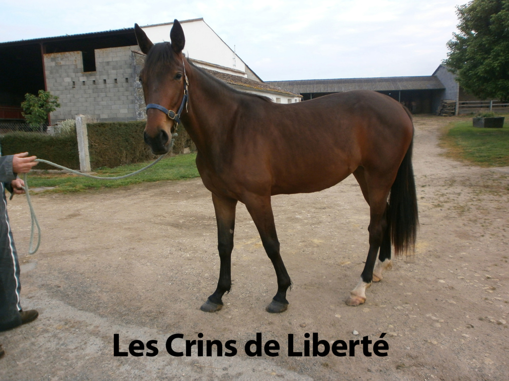 Dpt 17, 2 ans, Isolda de Cravans, jument TF, adoptée par Philippe (juin 2020/2021) P4250011