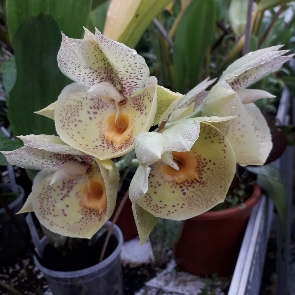 Catasetum Orchidglade 'Davie Ranches' 20200710