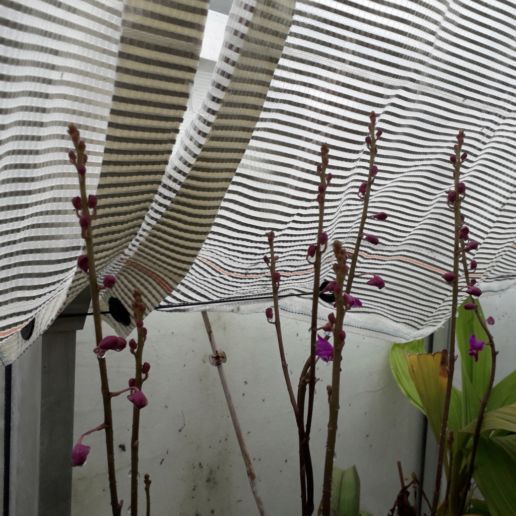 Phalaenopsis/Doritis pulcherrima Esmeralda 20200718