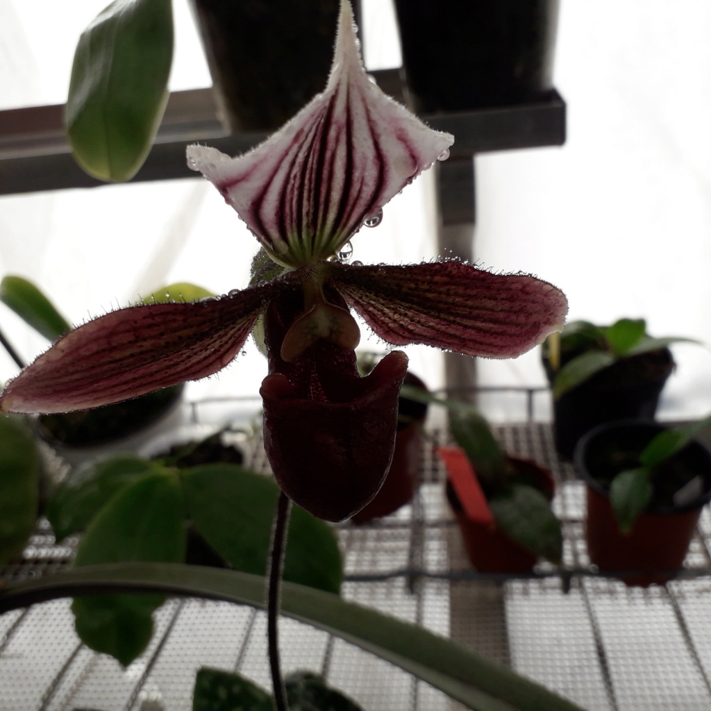 Paphiopedilum purpuratum 20220214