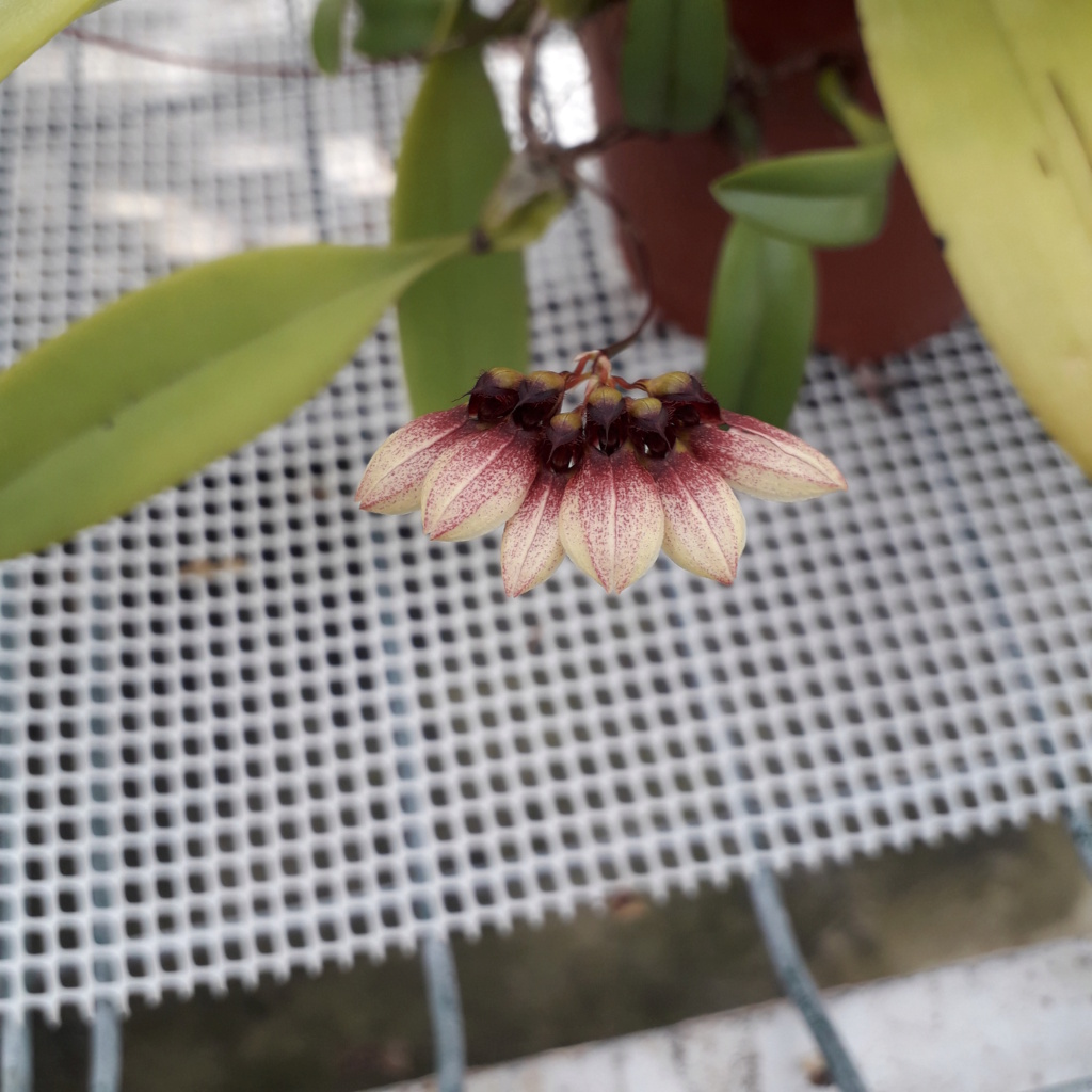 Bulbophyllum lepidum 20221010