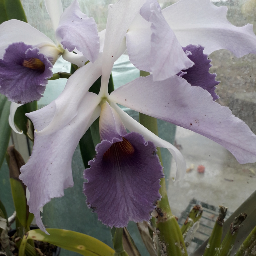 Cattleya C.G. Roebling (1895) 'Blue Indigo' 20221118