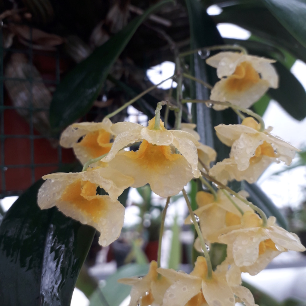 Dendrobium Phueng Yai ((lindleyi x jenkinsii) x jenkinsii) 2022de10