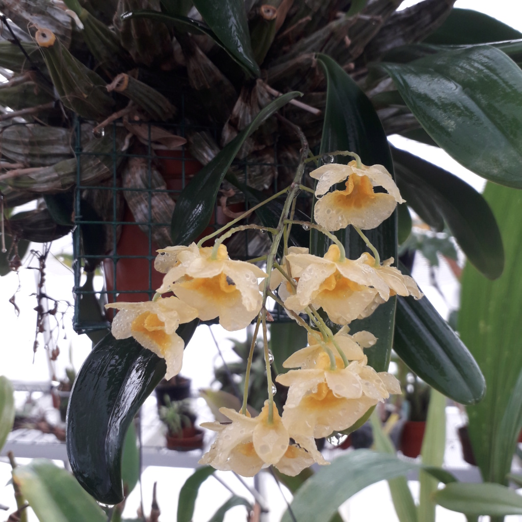 Dendrobium Phueng Yai ((lindleyi x jenkinsii) x jenkinsii) 2022de12