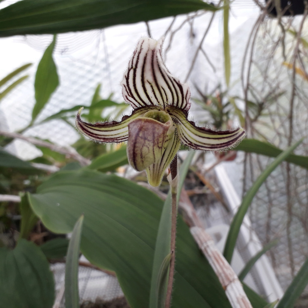 Paphiopedilum fairrieanum'Dawlish Warren' GM/DOG 20230215