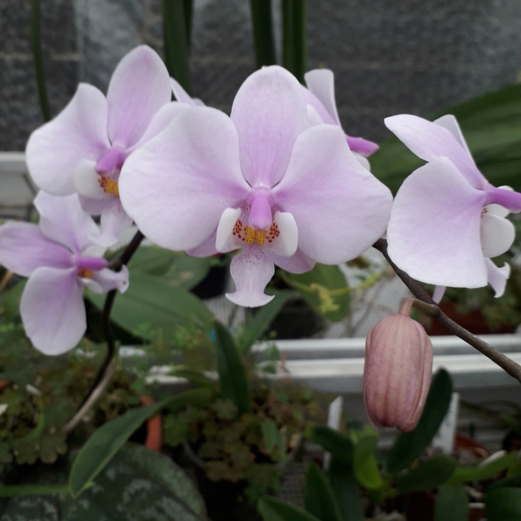 Phalaenopsis schilleriana 20230225