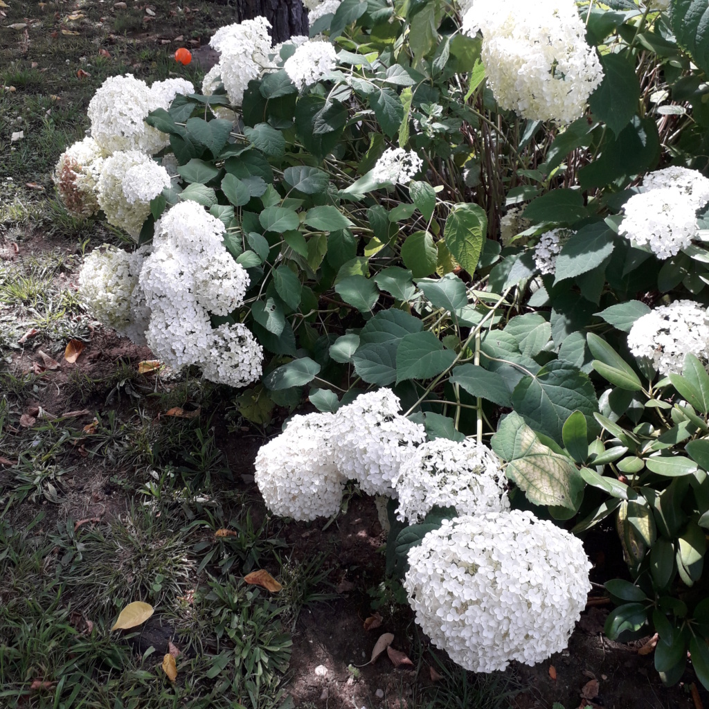 Hydrangea Annabelle 20230628