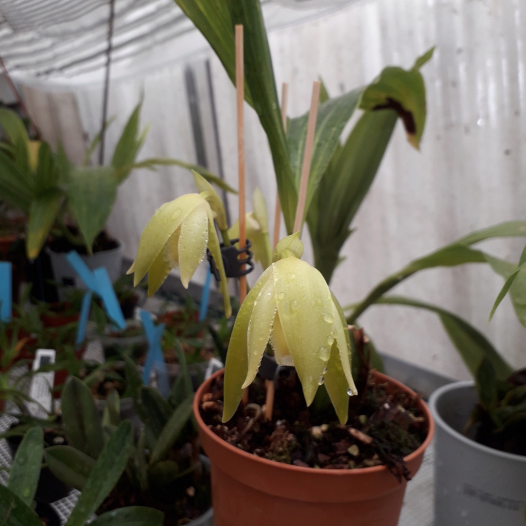 Sudamerlycaste rossyi 20230724